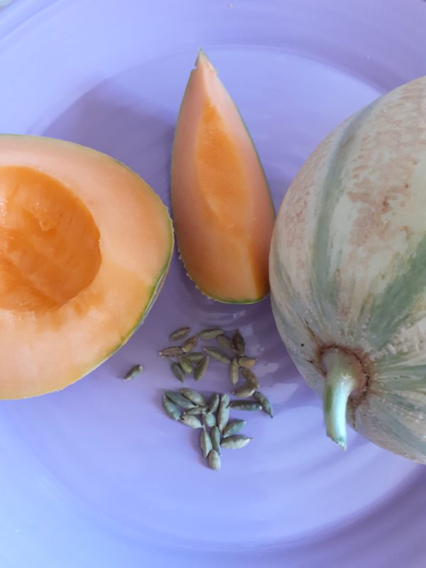 Môme Cantaloup <br> Melon - Cardamome – Image 2